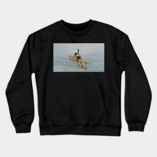 Family of Canada Geese Goslings Swimming Together In A Row Crewneck Sweatshirt